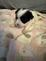 White / Black mask female , a female Maltese and Shih Tzu for sale in Weaverville, NC – Photo 3 of 6