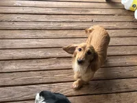 CKC reg LH cream miniature Dachshund Silas, a male Miniature Dachshund for sale in Weaverville, NC – 2 of 6