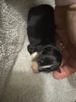 ASDR Black tri female 2, a female Miniature Australian Shepherd for sale in Weaverville, NC – 3 of 4