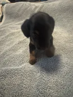 CKC Black and tan Long hair female , a female Miniature Dachshund for sale in Weaverville, NC – 5 of 10
