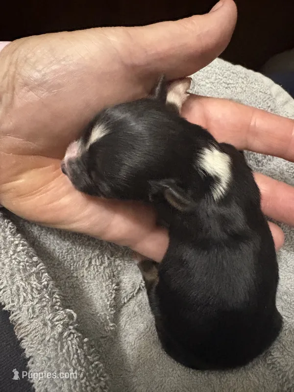 ASDR Black tri female 1 – Miniature Australian Shepherd puppy for sale in Weaverville, NC