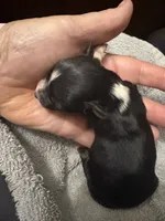 ASDR Black tri female 1, a female Miniature Australian Shepherd for sale in Weaverville, NC – 1 of 3