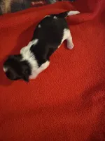 Mauxie Black & white tri colored female , a female Maltese and Miniature Dachshund for sale in Weaverville, NC – 2 of 5