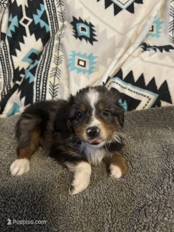 ASDR Blue Merle male 2 – Miniature Australian Shepherd puppy for sale in Weaverville, NC