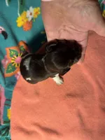 CKC male piebald possibly piebald/dapple, a male Miniature Dachshund for sale in Weaverville, NC – 2 of 6