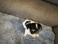 Mauxie White/Black spots Female, a female Maltese and Miniature Dachshund for sale in Weaverville, NC – Photo 6 of 7