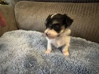 Mauxie White/Black spots Female, a female Maltese and Miniature Dachshund for sale in Weaverville, NC – Photo 3 of 7