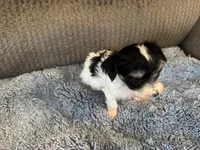 Mauxie White/Black spots Female, a female Maltese and Miniature Dachshund for sale in Weaverville, NC – Photo 7 of 7