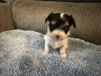 Mauxie White/Black spots Female, a female Maltese and Miniature Dachshund for sale in Weaverville, NC – Photo 2 of 7