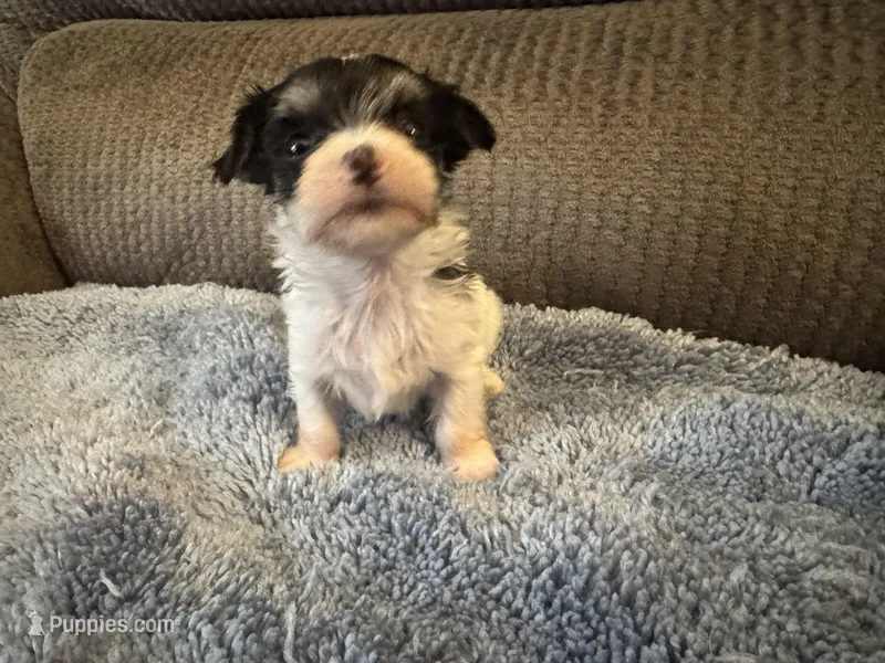 Mauxie White/Black spots Female – Maltese, Miniature Dachshund puppy for sale in Weaverville, NC