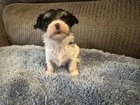 Mauxie White/Black spots Female, a female Maltese and Miniature Dachshund for sale in Weaverville, NC – Photo 1 of 7