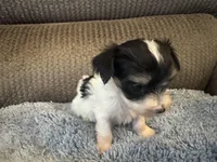 Mauxie White/Black spots Female, a female Maltese and Miniature Dachshund for sale in Weaverville, NC – Photo 4 of 7