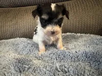 Mauxie White/Black spots Female, a female Maltese and Miniature Dachshund for sale in Weaverville, NC – Photo 5 of 7