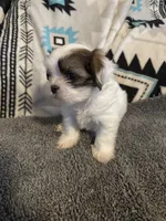 Shih Tzu/Maltess cross White male with brown , a male Maltese and Shih Tzu for sale in Weaverville, NC – 5 of 10