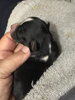 ASDR Black tri female 4, a female Miniature Australian Shepherd for sale in Weaverville, NC – 3 of 3