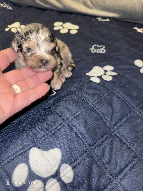 Blue Merle Male 1 – Miniature Aussiedoodle puppy for sale in Weaverville, NC