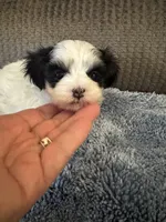 Mauxie White /black mask male, a male Maltese and Miniature Dachshund for sale in Weaverville, NC – Photo 2 of 6