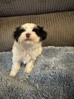 Mauxie White /black mask male, a male Maltese and Miniature Dachshund for sale in Weaverville, NC – Photo 3 of 6