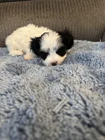 Mauxie White /black mask male, a male Maltese and Miniature Dachshund for sale in Weaverville, NC – Photo 5 of 6