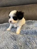 Mauxie White /black mask male, a male Maltese and Miniature Dachshund for sale in Weaverville, NC – Photo 4 of 6