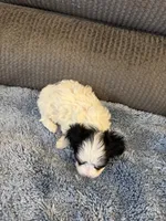 Mauxie White /black mask male, a male Maltese and Miniature Dachshund for sale in Weaverville, NC – Photo 6 of 6