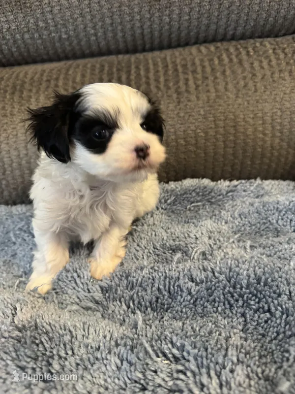Mauxie White /black mask male – Maltese, Miniature Dachshund puppy for sale in Weaverville, NC
