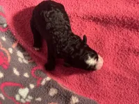 Black with white blaze and white chest Female, a male Miniature Aussiedoodle for sale in Weaverville, NC – 3 of 5