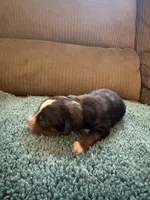 ASDR Blue Merle male 2, a male Miniature Australian Shepherd for sale in Weaverville, NC – 1 of 3