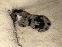 ASDR Blue Merle male, a male Miniature Australian Shepherd for sale in Weaverville, NC – Photo 2 of 7