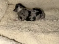 ASDR Blue Merle male, a male Miniature Australian Shepherd for sale in Weaverville, NC – Photo 3 of 7