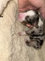 ASDR Blue Merle male, a male Miniature Australian Shepherd for sale in Weaverville, NC – Photo 4 of 7