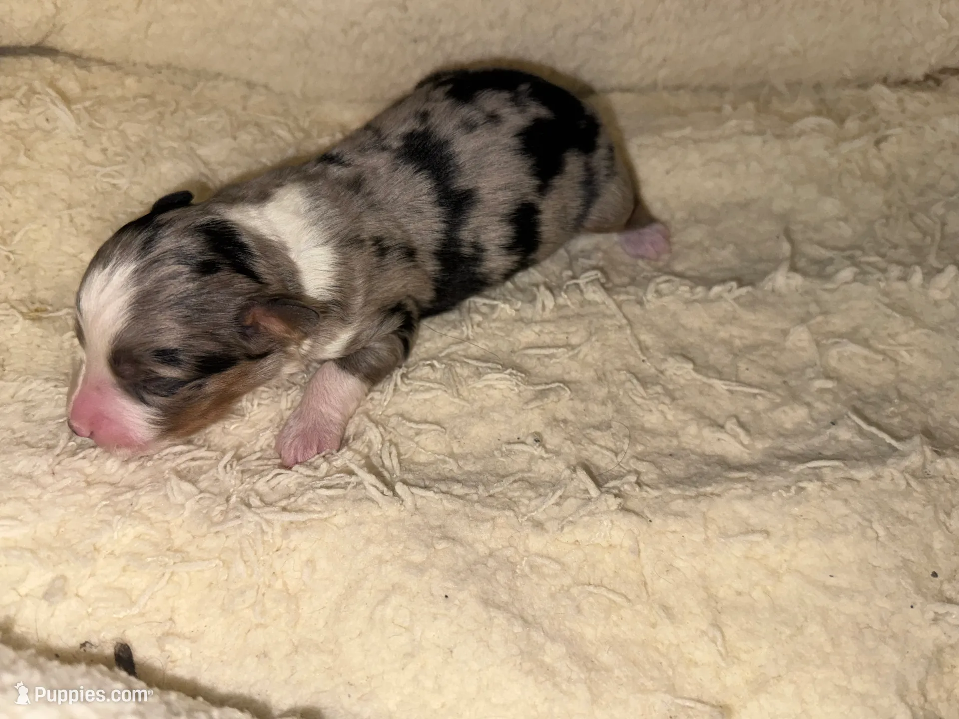 ASDR Blue Merle male