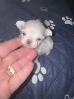 Small female  Maltese , a female Maltese for sale in Weaverville, NC – 4 of 10