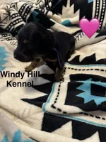 CKC Black and tan Long hair female , a female Miniature Dachshund for sale in Weaverville, NC – 7 of 10
