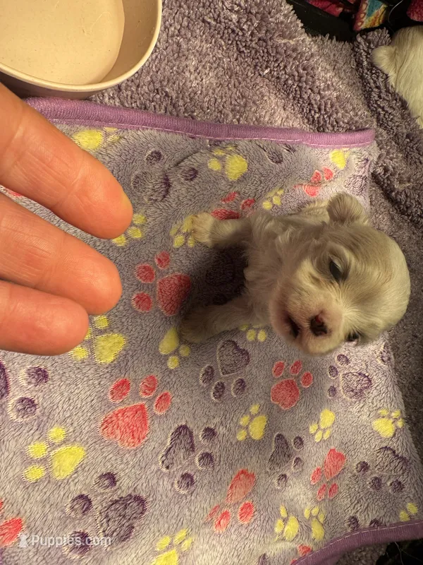 Male Maltese1 – Maltese puppy for sale in Weaverville, NC
