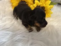 LH Black/tan female 1, a female Miniature Dachshund for sale in Weaverville, NC – Photo 1 of 6