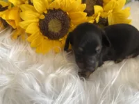 LH Black/creme Female 2, a female Miniature Dachshund for sale in Weaverville, NC – Photo 8 of 10