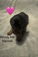 CKC Black and tan Long hair female , a female Miniature Dachshund for sale in Weaverville, NC – 6 of 10