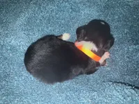 ASDR Black tri female 2, a female Miniature Australian Shepherd for sale in Weaverville, NC – 2 of 9