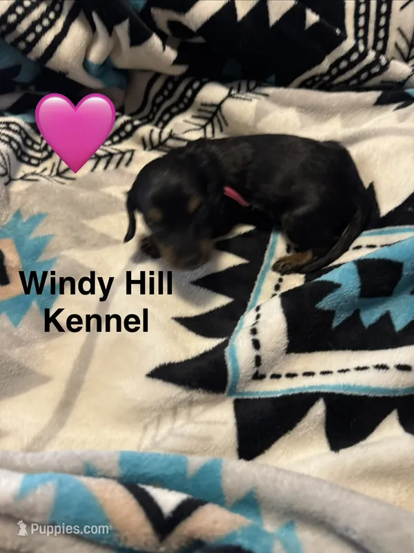 CKC Black and Tan Long Hair female 2 – Miniature Dachshund puppy for sale in Weaverville, NC