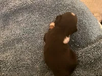ASDR Black tri male, a male Miniature Australian Shepherd for sale in Weaverville, NC – 2 of 5