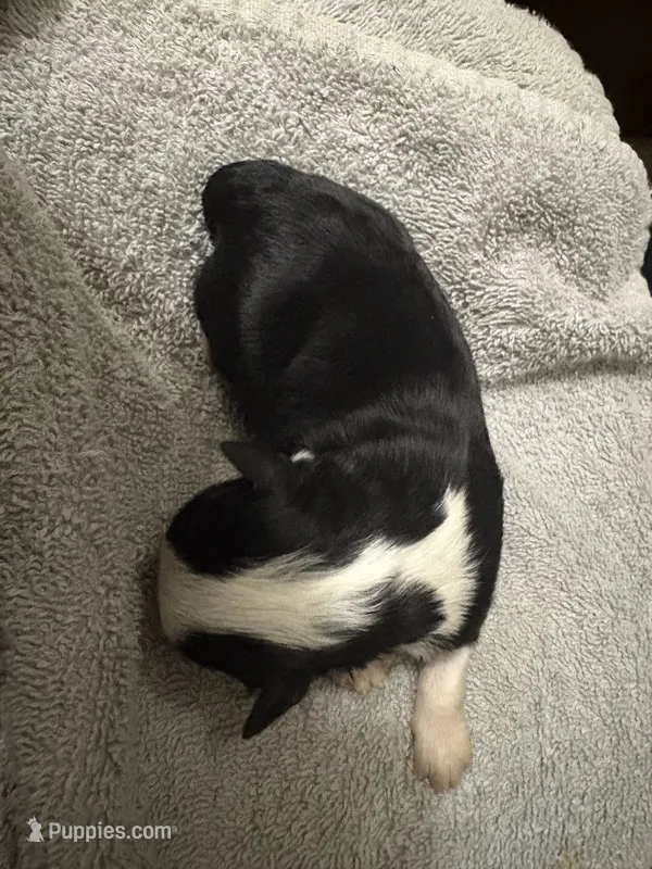ASDR Black tri female 3 – Miniature Australian Shepherd puppy for sale in Weaverville, NC