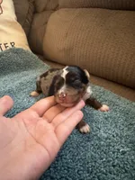 ASDR Blue Merle Male 1, a male Miniature Australian Shepherd for sale in Weaverville, NC – 4 of 4