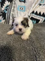 Shih Tzu/Maltess cross White male with brown , a male Maltese and Shih Tzu for sale in Weaverville, NC – 3 of 10