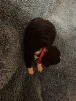 ASDR Black tri female 5, a female Miniature Australian Shepherd for sale in Weaverville, NC – 2 of 7