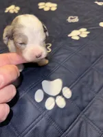 Blue Merle male 2 / possibly Blue eyes, a male Miniature Aussiedoodle for sale in Weaverville, NC – 7 of 10