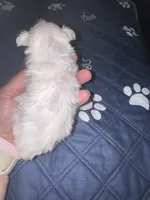 Small female  Maltese , a female Maltese for sale in Weaverville, NC – 3 of 10