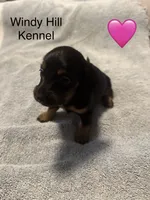 CKC Black and tan Long hair female , a female Miniature Dachshund for sale in Weaverville, NC – 2 of 10