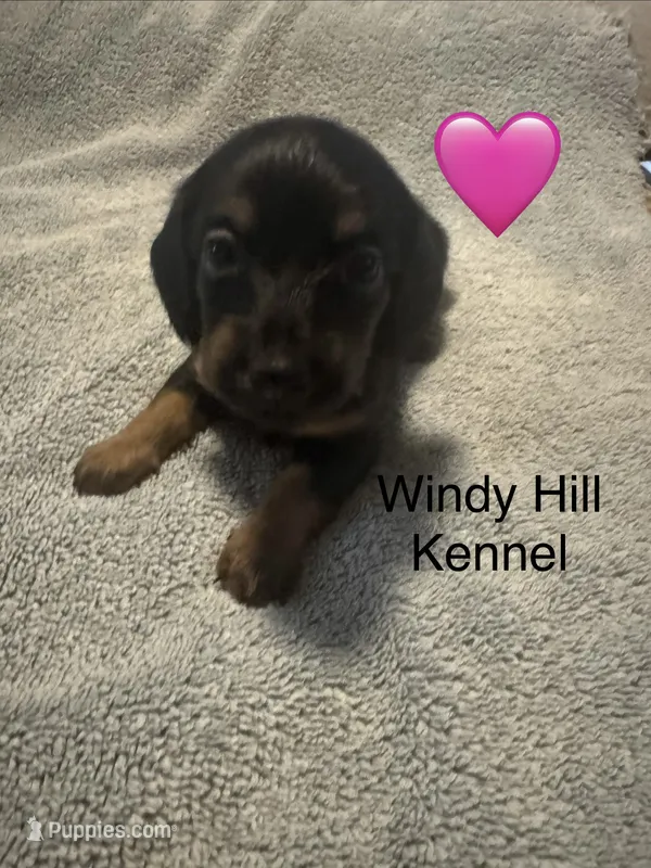 CKC Black and tan Long hair female  – Miniature Dachshund puppy for sale in Weaverville, NC