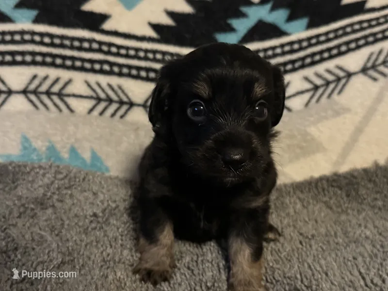 Toy/Miniature Phantom Aussiedoodle male – Miniature Aussiedoodle puppy for sale in Weaverville, NC